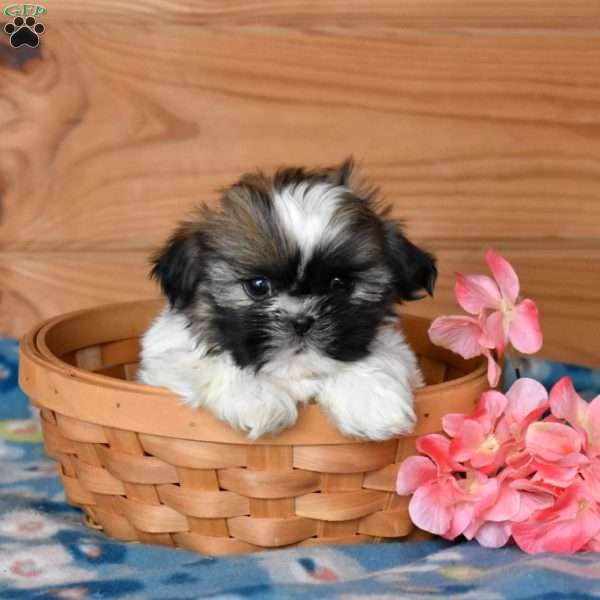Ava, Shih Tzu Puppy