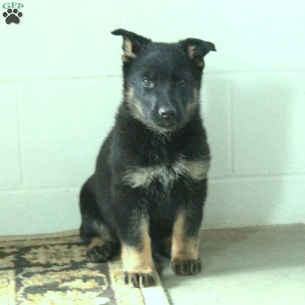 Avril, German Shepherd Puppy