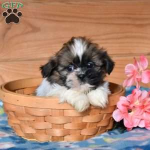 Axel, Shih Tzu Puppy