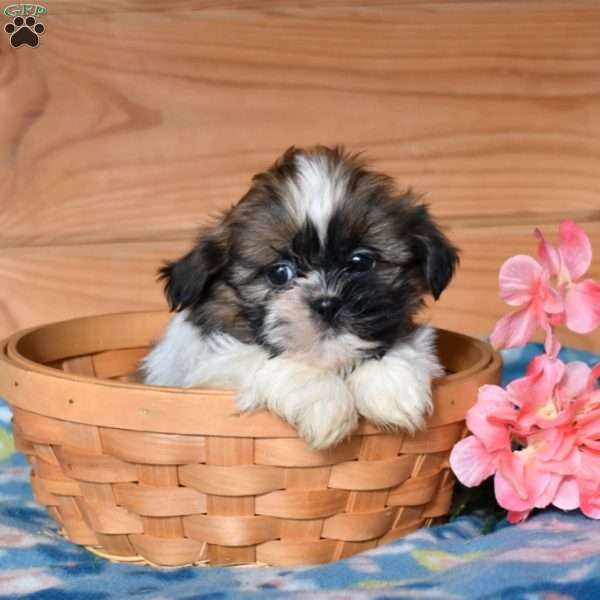Axel, Shih Tzu Puppy