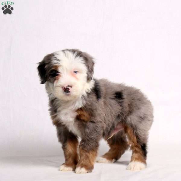 Axel, Mini Bernedoodle Puppy
