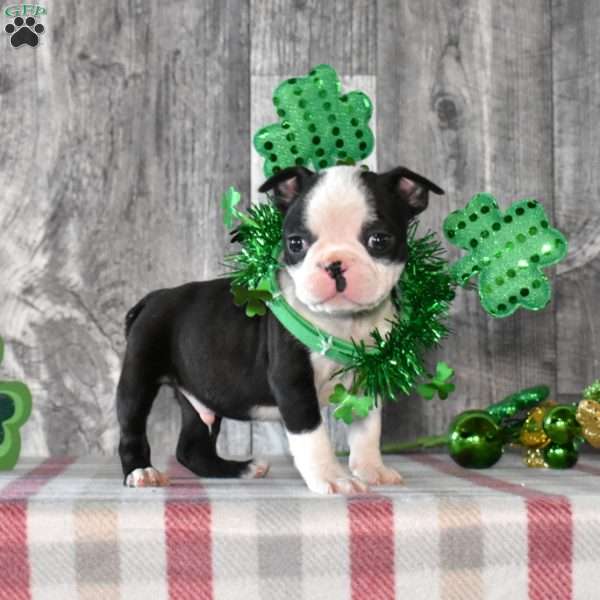 Axel, Boston Terrier Puppy