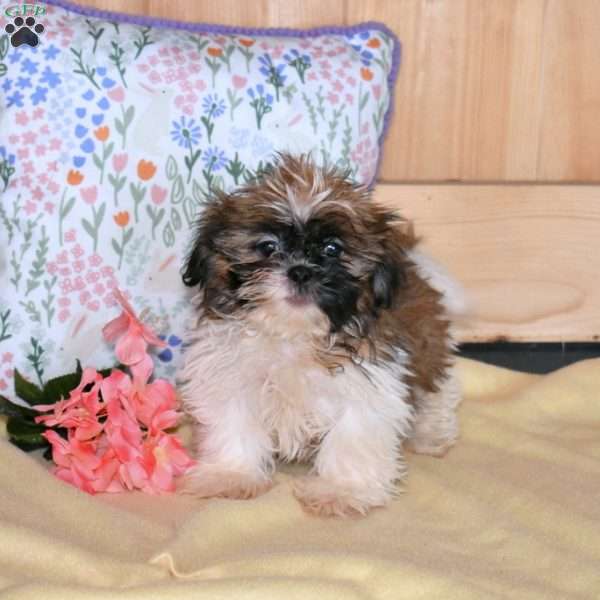 Axel, Shih Tzu Puppy