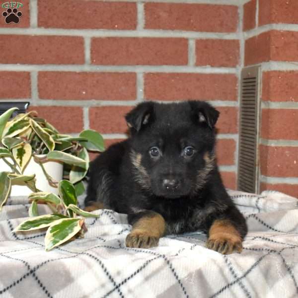 Axel, German Shepherd Puppy