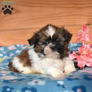 Axel, Shih Tzu Puppy