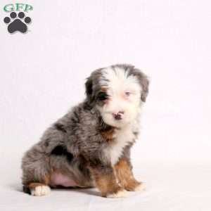 Axel, Mini Bernedoodle Puppy
