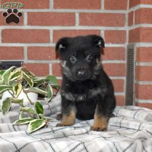 Axel, German Shepherd Puppy