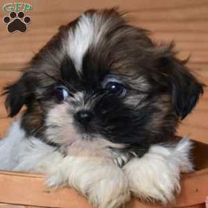 Axel, Shih Tzu Puppy