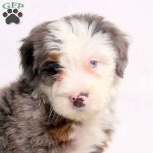Axel, Mini Bernedoodle Puppy