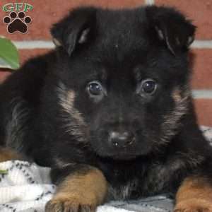 Axel, German Shepherd Puppy