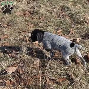 Rickey, German Shorthaired Pointer Puppy