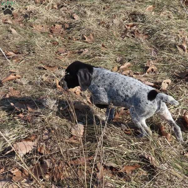 Rickey, German Shorthaired Pointer Puppy