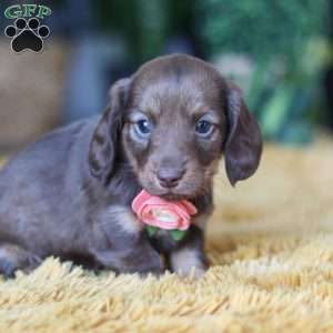 Bagel, Dachshund Puppy