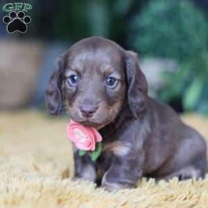 Bagel, Dachshund Puppy