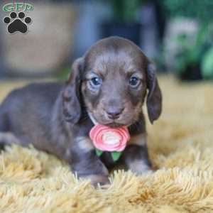 Bagel, Dachshund Puppy