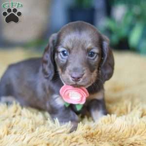 Bagel, Dachshund Puppy