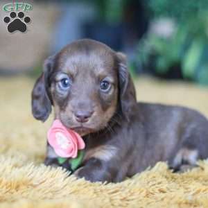 Bagel, Dachshund Puppy
