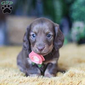 Bagel, Dachshund Puppy