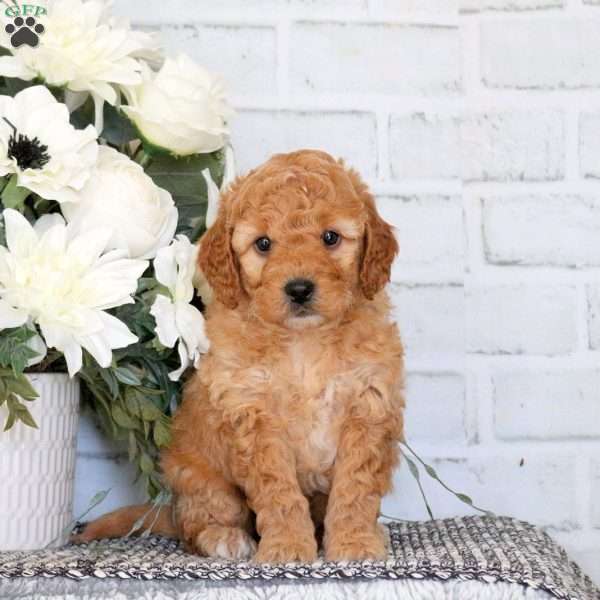 Bailey, Mini Goldendoodle Puppy