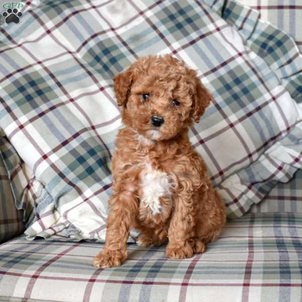 Bailey, Mini Goldendoodle Puppy