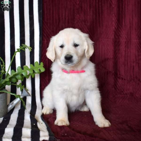 Bailey, English Cream Golden Retriever Puppy