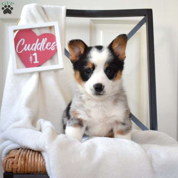 Bailey, Pembroke Welsh Corgi Puppy