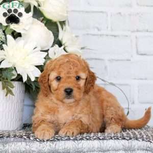 Bailey, Mini Goldendoodle Puppy