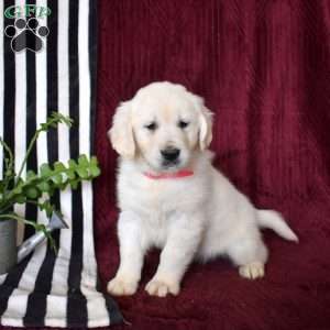 Bailey, English Cream Golden Retriever Puppy