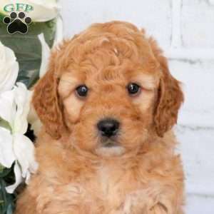 Bailey, Mini Goldendoodle Puppy