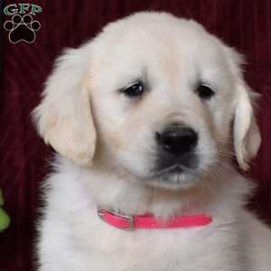 Bailey, English Cream Golden Retriever Puppy