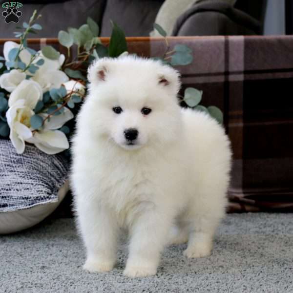 Bandit, Samoyed Puppy