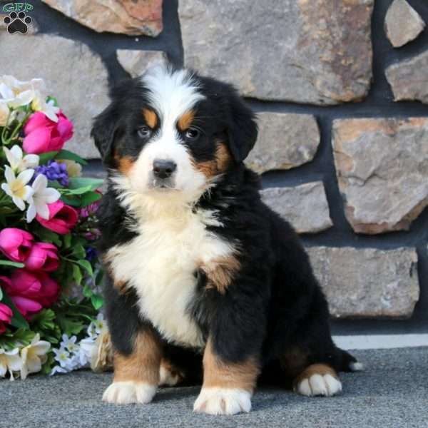 Bandit, Bernese Mountain Dog Puppy