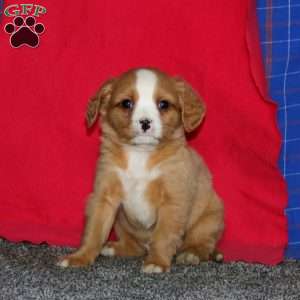 Bandit, Miniature Bernese Mountain Dog Puppy