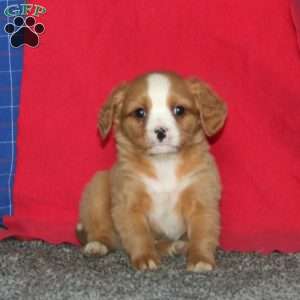 Bandit, Miniature Bernese Mountain Dog Puppy