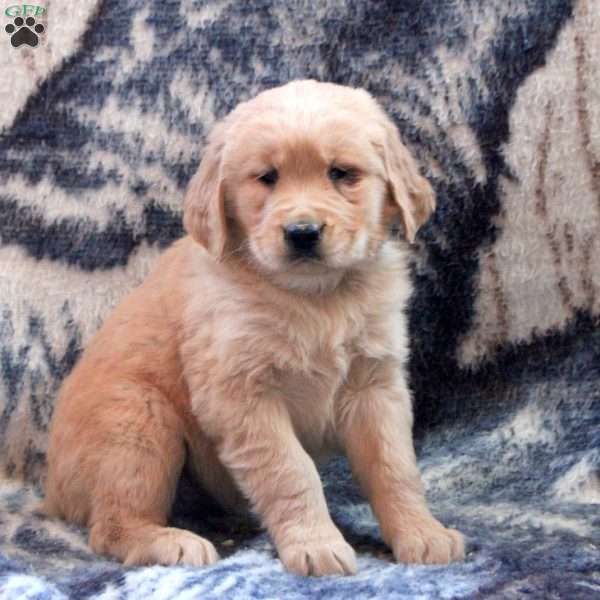 Barb, Golden Retriever Puppy