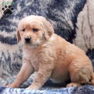 Barb, Golden Retriever Puppy