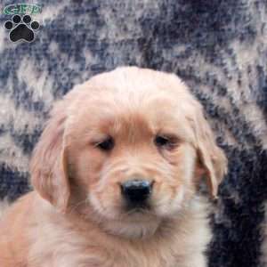 Barb, Golden Retriever Puppy