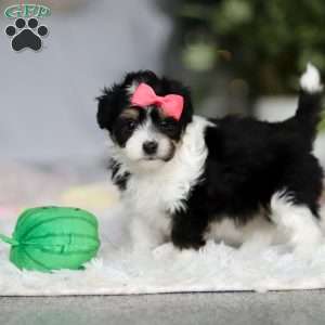 Barbie, Miniature Australian Shepherd Mix Puppy