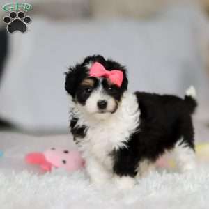 Barbie, Miniature Australian Shepherd Mix Puppy