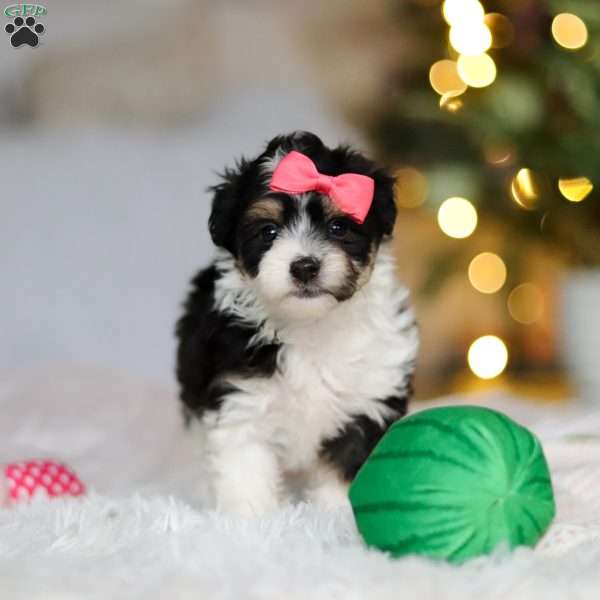 Barbie, Miniature Australian Shepherd Mix Puppy