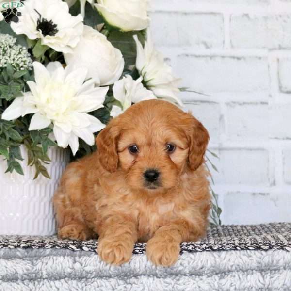 Baxter, Mini Goldendoodle Puppy