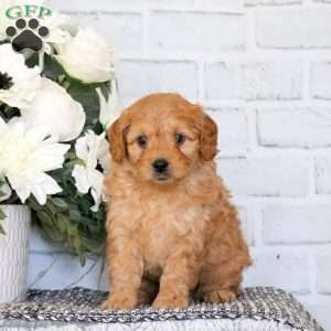 Baxter, Mini Goldendoodle Puppy