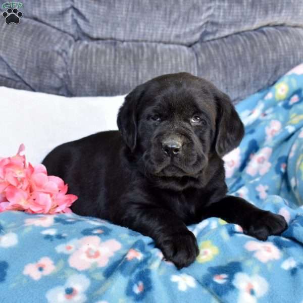 Baylee, Black Labrador Retriever Puppy