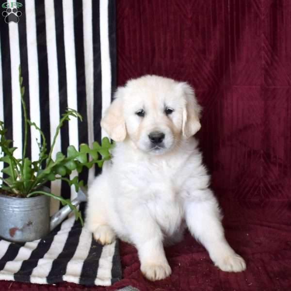 Bear, English Cream Golden Retriever Puppy
