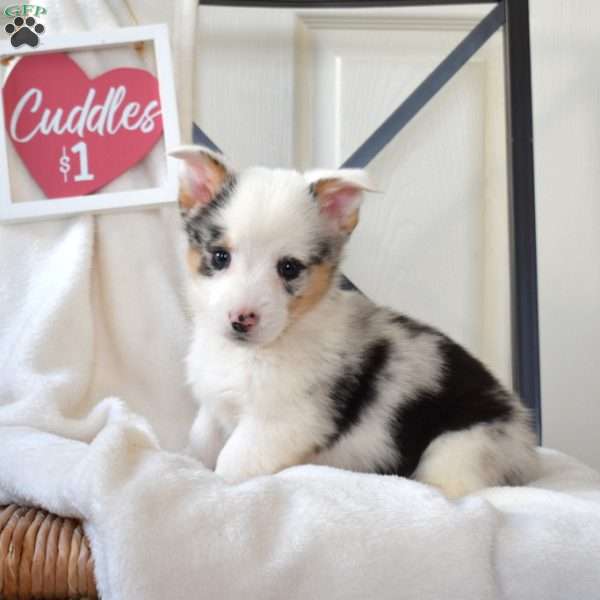 Bear, Pembroke Welsh Corgi Puppy