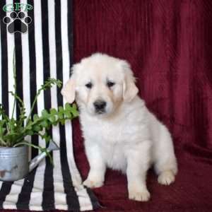Bear, English Cream Golden Retriever Puppy