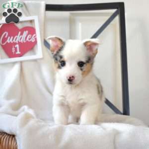 Bear, Pembroke Welsh Corgi Puppy