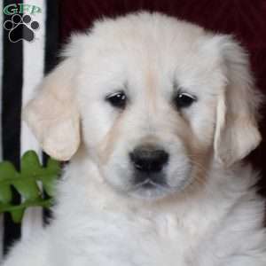 Bear, English Cream Golden Retriever Puppy
