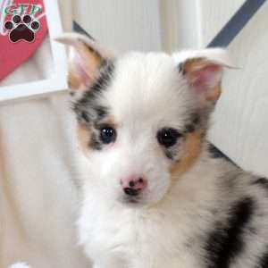 Bear, Pembroke Welsh Corgi Puppy