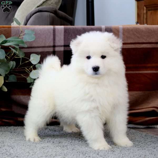Bear, Samoyed Puppy